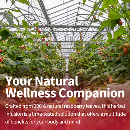 Red Raspberry Leaf Tea — Traditional Women’s Wellness Blend