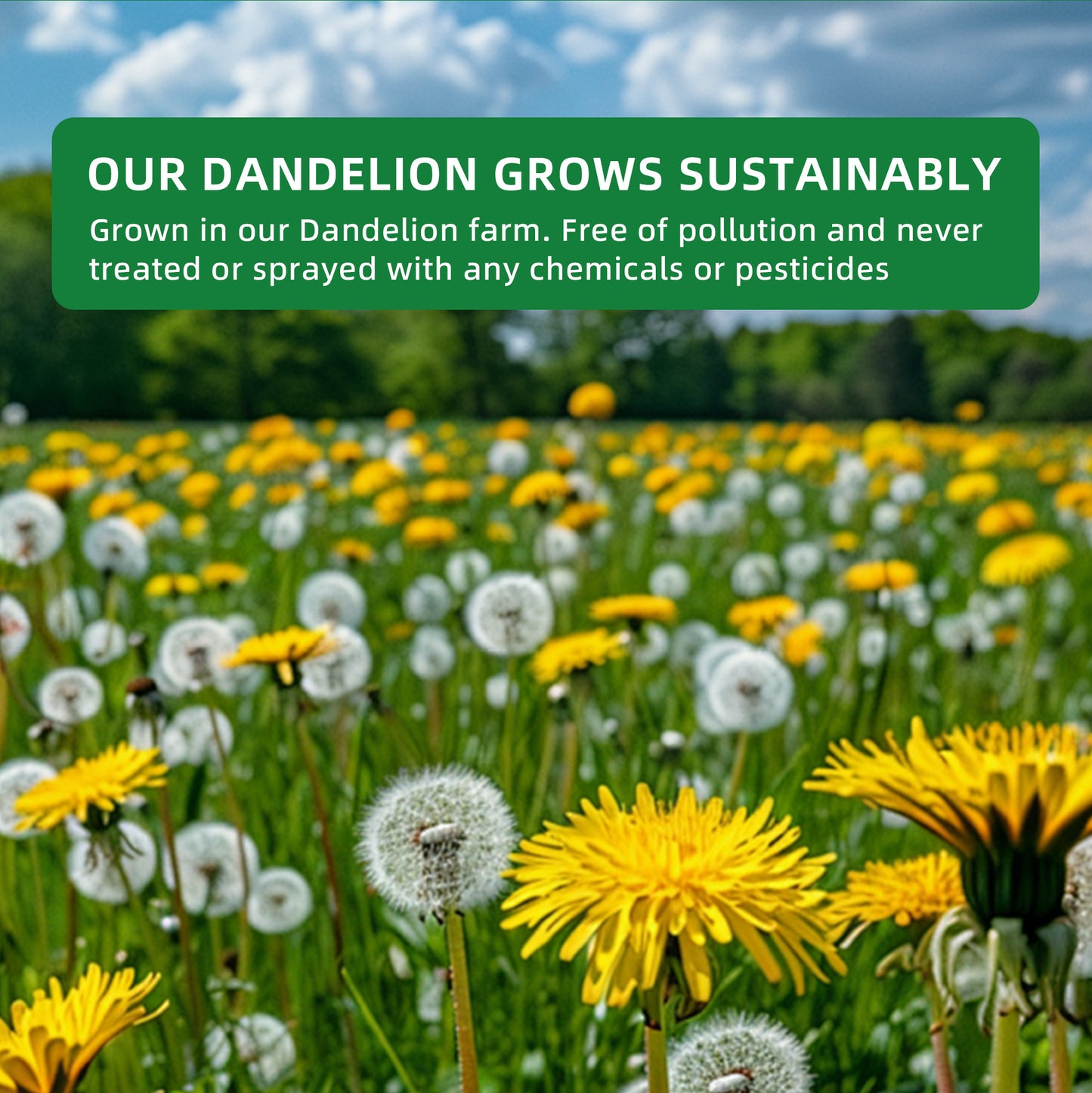 Dandelion Root Tea — Eight-Herb Coffee Alternative Blend
